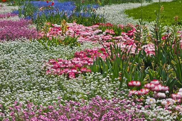 alt= "An abundance of flowers in a meadow"