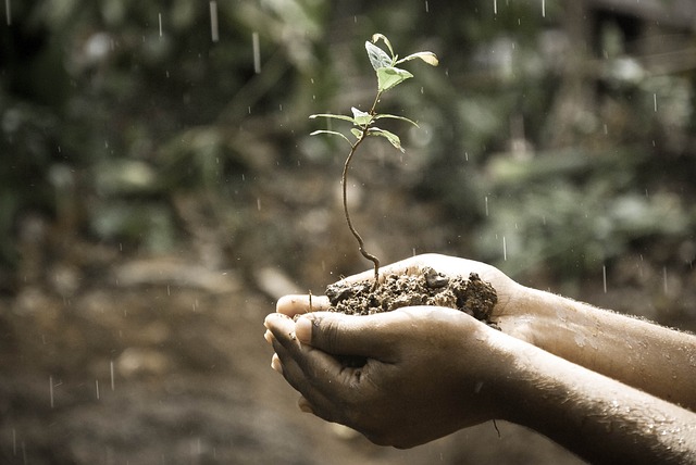 alt= "Hands holding a sapling to represent embracing the new"