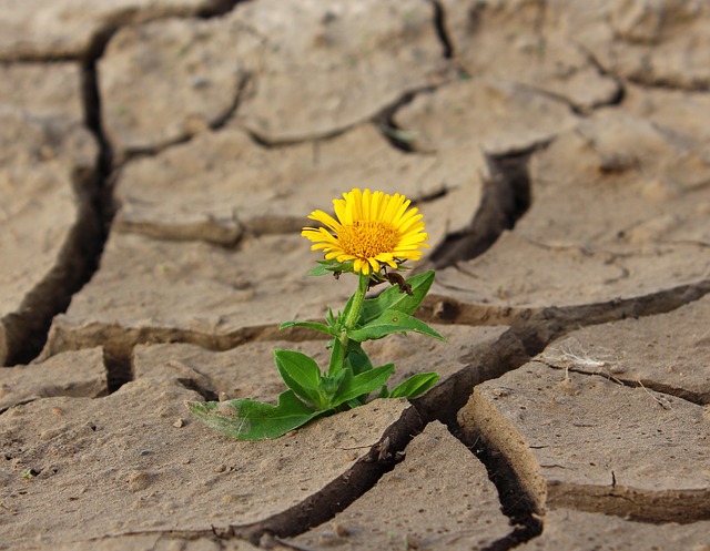 alt= "flower growing in dry cracked soil showing resilience"